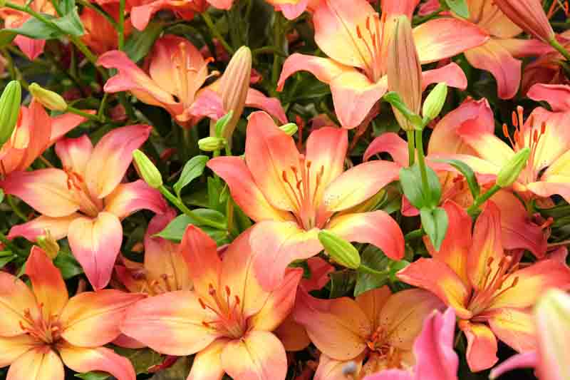 Lily Flowers, Lily, Lilies, Types of Lilies