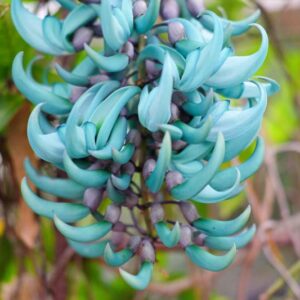 Jade Vine, Emerald Vine, Turquoise Jade Vine, Strongylodon macrobotrys, Rare Flowers