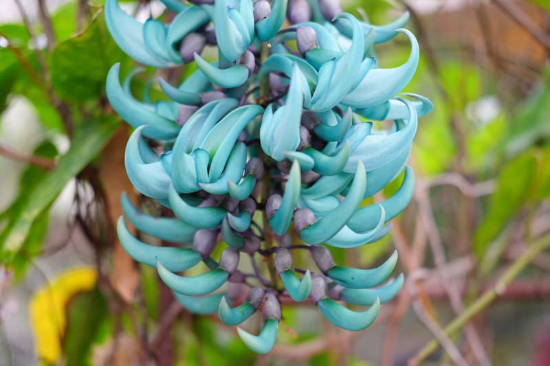 Jade Vine, Emerald Vine, Turquoise Jade Vine, Strongylodon macrobotrys, Rare Flowers