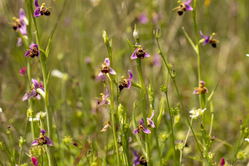 Bee Orchid, Ophrys apifera, Unique Flowers, Wild Flower