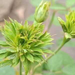 Green Rose, Rosa Chinensis 'Viridiflora', Rosa 'Viridiflora', Green Roses, Heirloom Roses