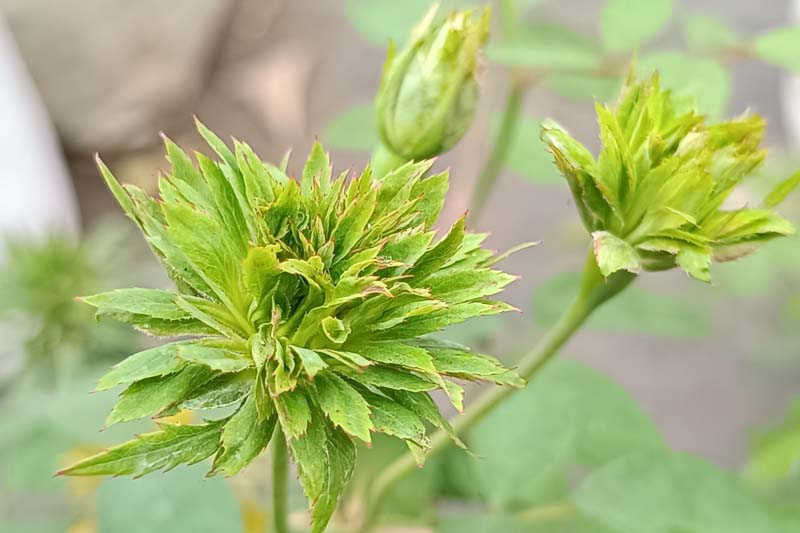Green Rose, Rosa Chinensis 'Viridiflora', Rosa 'Viridiflora', Green Roses, Heirloom Roses