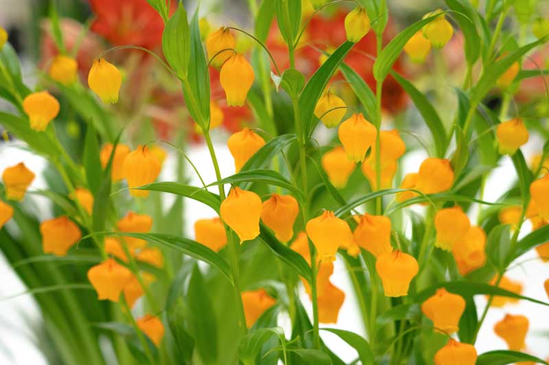 Christmas bells, golden lily of the valley, Chinese lantern lily, Chinese lantern bulb, Sandersonia aurantiaca, unique flowers, rare flowers