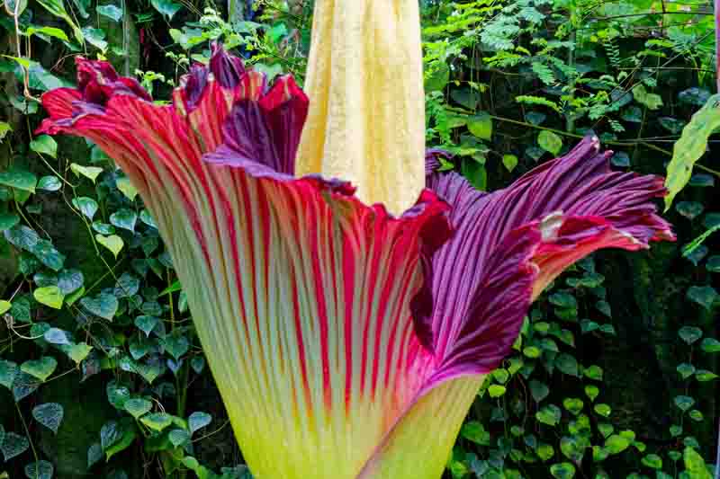 Corpse Flower, Titan Arum, Amorphophallus titanum, Rare Flowers, Unique Flower