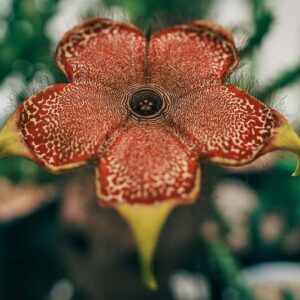 Persian Carpet Flower, Edithcolea grandis, Succulent, Unique Flowers, Rare Flowers