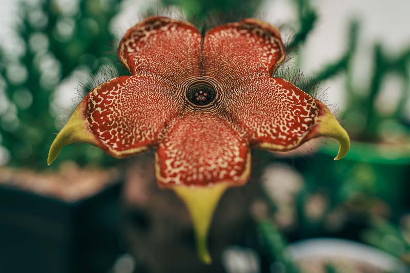 Persian Carpet Flower, Edithcolea grandis, Succulent, Unique Flowers, Rare Flowers