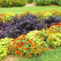 Summer Flowers, Summer Garden, Coreopsis, Lavender, Morning Glory, Daisies, Sunflowers, Dahlias, Zinnia