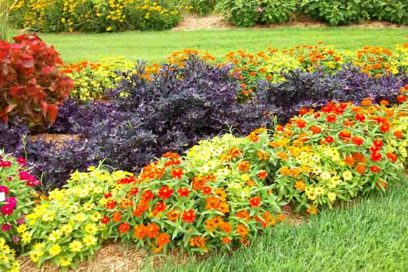 Summer Flowers, Summer Garden, Coreopsis, Lavender, Morning Glory, Daisies, Sunflowers, Dahlias, Zinnia