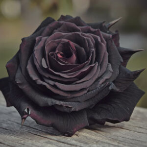 Black Rose, Black Roses, Black rose meaning, Are black roses real