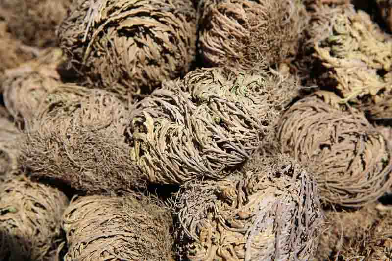 Rose of Jericho, Dinosaur Plant, Anastatica hierochuntica