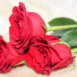Red Rose, Red Roses, Red Rose Meaning, Valentine, Rose, Roses, Rose Bouquet