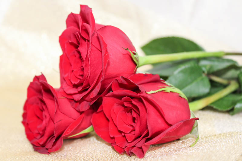 Red Rose, Red Roses, Red Rose Meaning, Valentine, Rose, Roses, Rose Bouquet