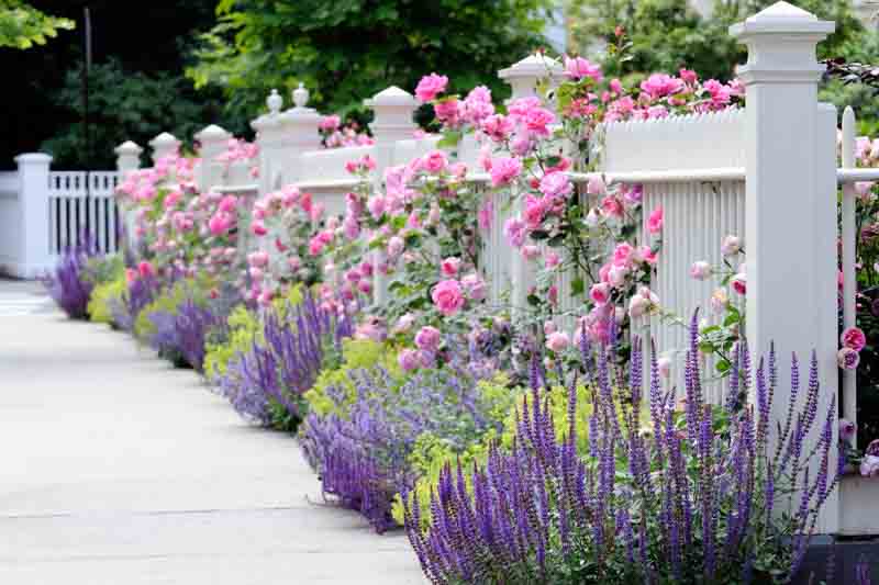 Cottage Garden, roses, salvia, lady's mantle, garden border, pink flowers, purple flowers