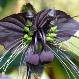 Bat Flower, Black Bat Flower, Cat's Whiskers, Tacca chantrieri, Unique Flowers