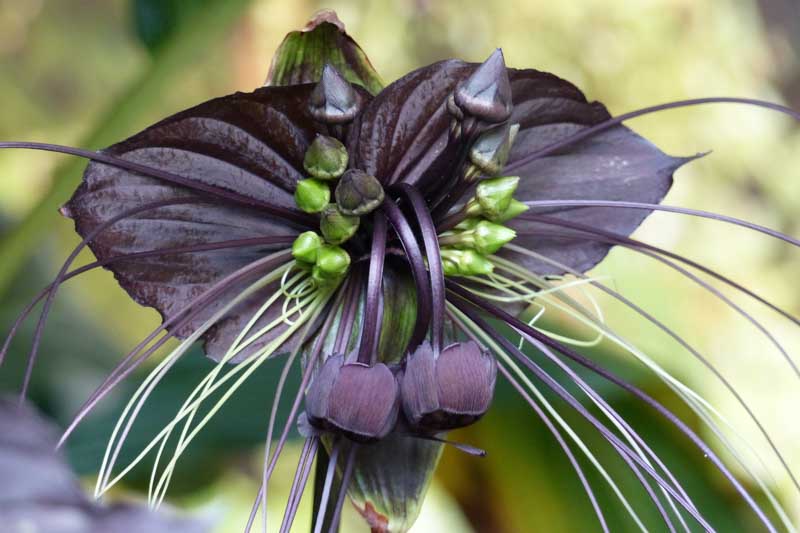 Bat Flower, Black Bat Flower, Cat's Whiskers, Tacca chantrieri, Unique Flowers