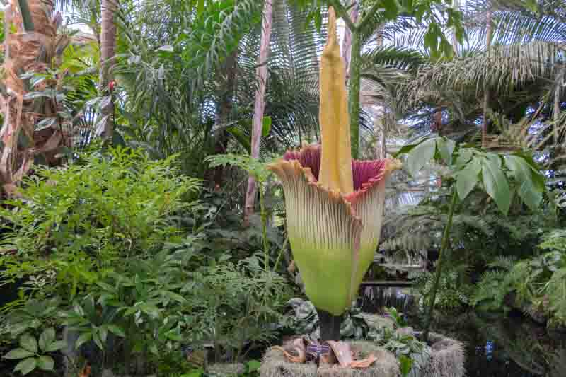 Corpse Flower, Titan Arum, Amorphophallus titanum, Rare Flowers, Unique Flower