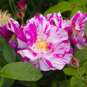 Rosa Mundi, French rose, Rosa mundi 'Versicolor', Rosa versicolor, Heirloom Rose, Heirloom Roses, Pink white rose, Damask Apothecarys Rose