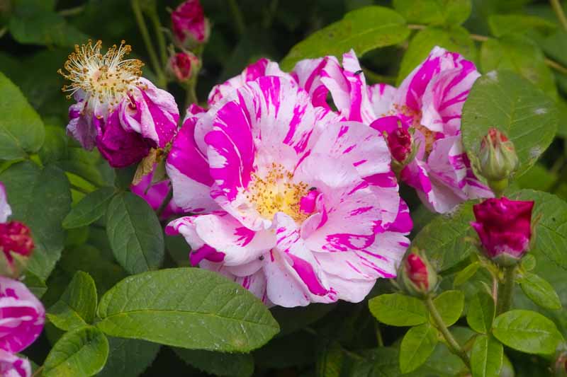 Rosa Mundi, French rose, Rosa mundi 'Versicolor', Rosa versicolor, Heirloom Rose, Heirloom Roses, Pink white rose, Damask Apothecarys Rose