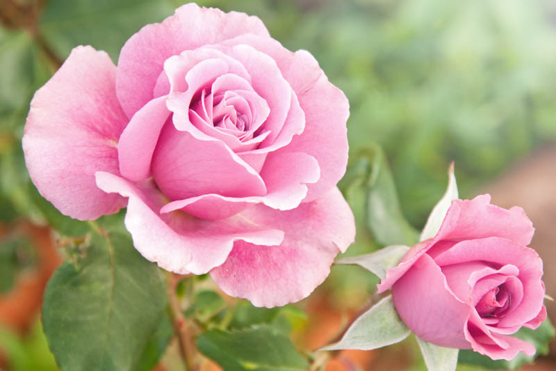 Pink Rose, Pinks Roses, Fun Facts, Rose Bush, Climbing Roses, Garden Roses