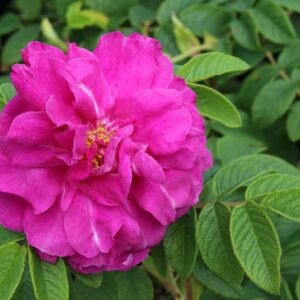 Rosa Rugosa 'Hansa', Rose 'Hansa', Rosa 'Hansa', Shrub Roses, Wild Roses, Rugosa Hybrids, Shrub roses, pink roses, Hardy roses