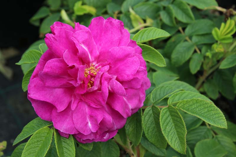 Rosa Rugosa 'Hansa', Rose 'Hansa', Rosa 'Hansa', Shrub Roses, Wild Roses, Rugosa Hybrids, Shrub roses, pink roses, Hardy roses