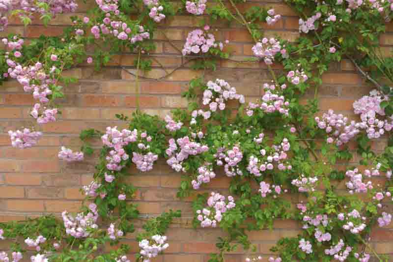 Rose 'Belvedere', Rose 'Belvedere', Rosa 'Princesse Marie', Rambler Roses, Hybrid Sempervirens Roses, Climbing Roses, Pink roses, fragrant roses