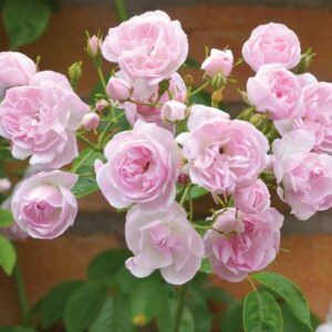 Rose 'Belvedere', Rose 'Belvedere', Rosa 'Princesse Marie', Rambler Roses, Hybrid Sempervirens Roses, Climbing Roses, Pink roses, fragrant roses