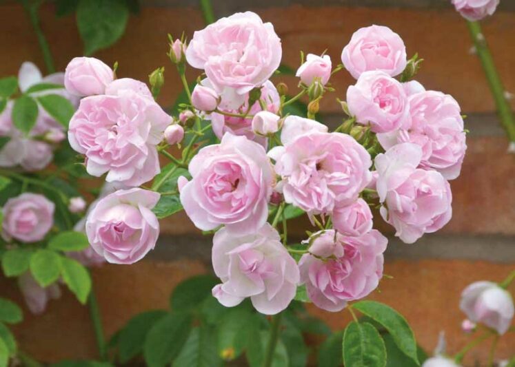 Rose 'Belvedere', Rose 'Belvedere', Rosa 'Princesse Marie', Rambler Roses, Hybrid Sempervirens Roses, Climbing Roses, Pink roses, fragrant roses