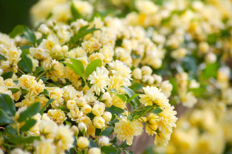 Rosa banksiae 'Lutea',Lady Banks' Rose, Yellow Banksian Rose, Yellow banksia Rose, Double Yellow banksia Rose, Rambler Roses, Climbing Roses, Yellow roses, Shrub roses, Rose bushes, Garden Roses