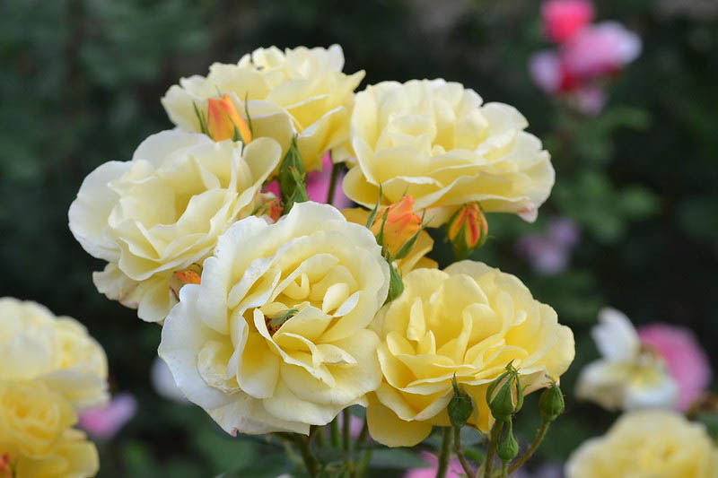 China Rose, Rosa chinensis, China Roses, Roses, Heirloom Roses