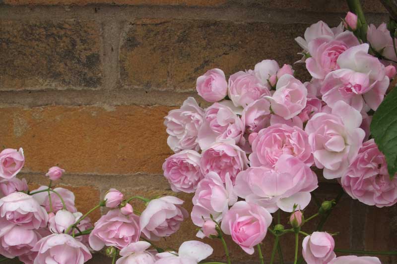 Rose 'Belvedere', Rose 'Belvedere', Rosa 'Princesse Marie', Rambler Roses, Hybrid Sempervirens Roses, Climbing Roses, Pink roses, fragrant roses
