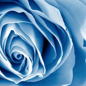 Blue Roses, Blue Rose, Blue Rose Meaning