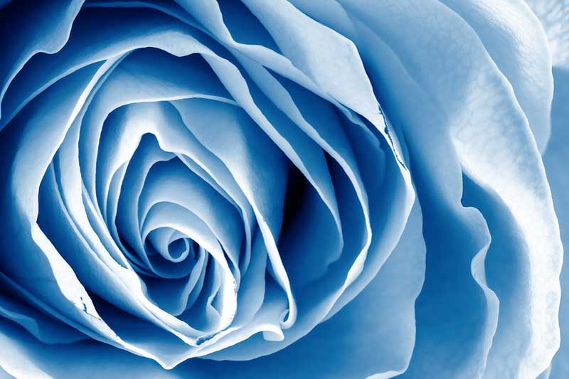 Blue Roses, Blue Rose, Blue Rose Meaning