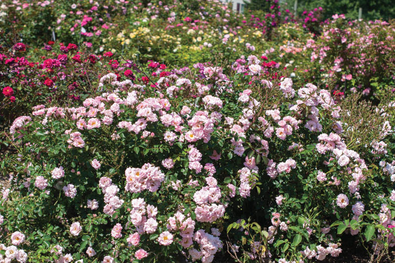 osa 'Blushing Drift', Rose 'Blushing Drift', Groundcover Roses, Pink Roses, Rose Bushes