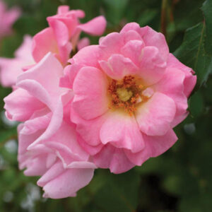 osa 'Blushing Drift', Rose 'Blushing Drift', Groundcover Roses, Pink Roses, Rose Bushes