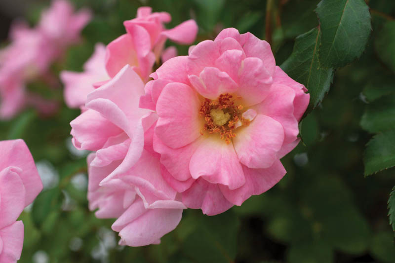 osa 'Blushing Drift', Rose 'Blushing Drift', Groundcover Roses, Pink Roses, Rose Bushes