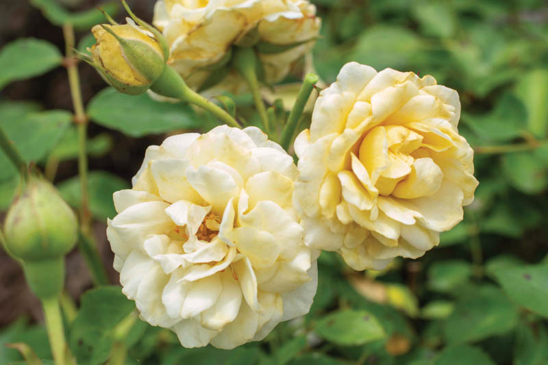 Rosa 'Buttercream Drift', Rose 'Buttercream', Groundcover Roses, Yellow Roses, Rose Bushes