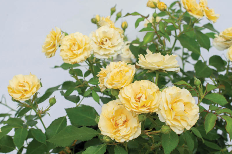 Rosa 'Buttercream Drift', Rose 'Buttercream', Groundcover Roses, Yellow Roses, Rose Bushes