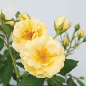Rosa 'Buttercream Drift', Rose 'Buttercream', Groundcover Roses, Yellow Roses, Rose Bushes