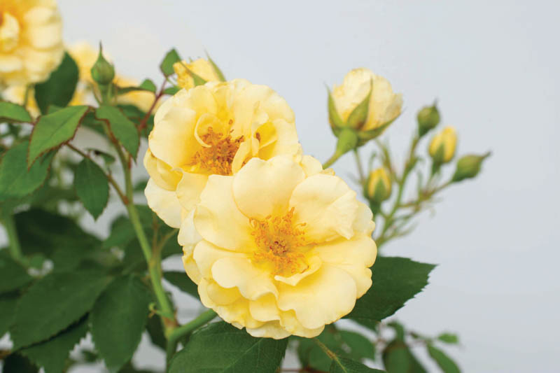 Rosa 'Buttercream Drift', Rose 'Buttercream', Groundcover Roses, Yellow Roses, Rose Bushes