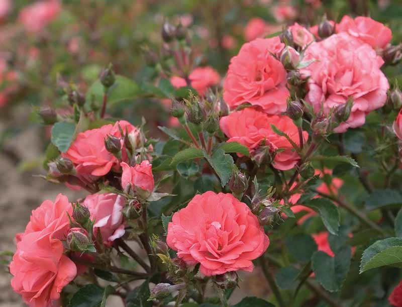 Rosa 'Coral Drift®', Rose 'Coral Drift®', Rosa 'Meidrifora', Groundcover Roses, Coral roses, Orange Roses, Salmon Roses