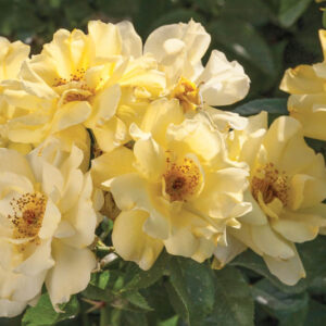 Rosa 'Lemon Drift', Rose 'Lemon', Groundcover Roses, Yellow Roses, Rose Bushes