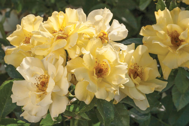 Rosa 'Lemon Drift', Rose 'Lemon', Groundcover Roses, Yellow Roses, Rose Bushes