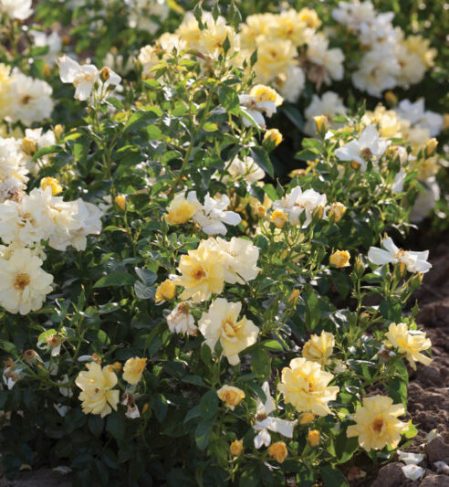 Rosa 'Lemon Drift', Rose 'Lemon', Groundcover Roses, Yellow Roses, Rose Bushes