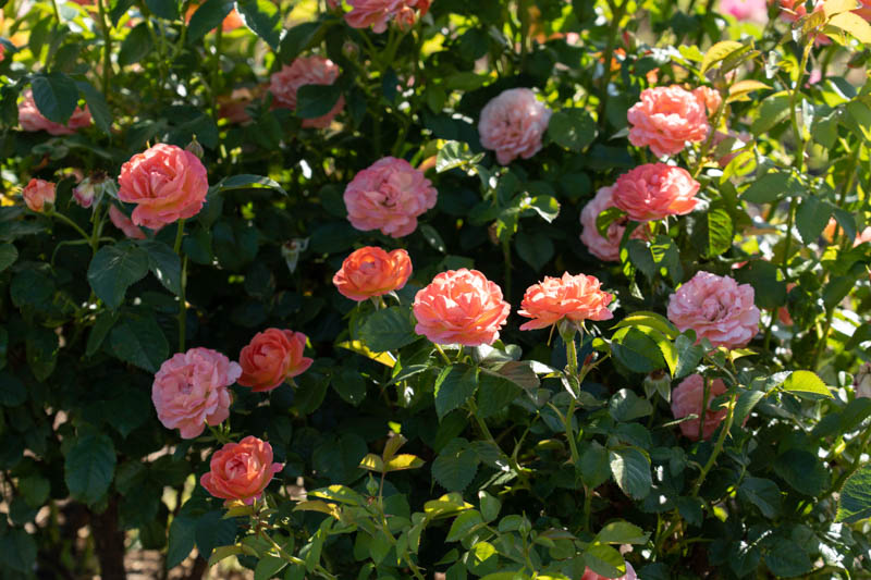 Rose Orange Glow Knock Out, Rosa Orange Glow Knock Out, Orange Roses, Rose Bushes, Orange Flowers