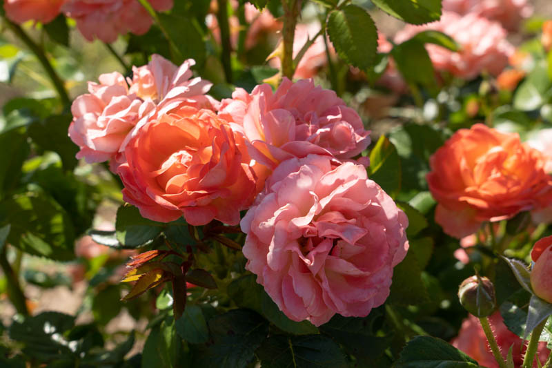 Rose Orange Glow Knock Out, Rosa Orange Glow Knock Out, Orange Roses, Rose Bushes, Orange Flowers