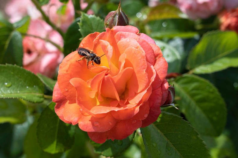 Rose Orange Glow Knock Out, Rosa Orange Glow Knock Out, Orange Roses, Rose Bushes, Orange Flowers