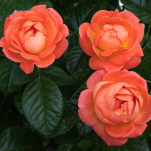 Rose Orange Glow Knock Out, Rosa Orange Glow Knock Out, Orange Roses, Rose Bushes, Orange Flowers