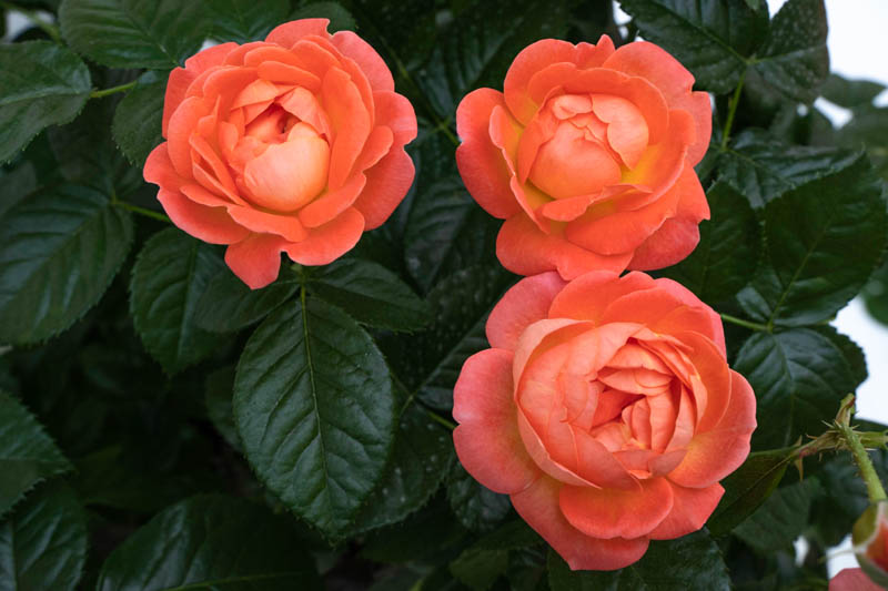 Rose Orange Glow Knock Out, Rosa Orange Glow Knock Out, Orange Roses, Rose Bushes, Orange Flowers