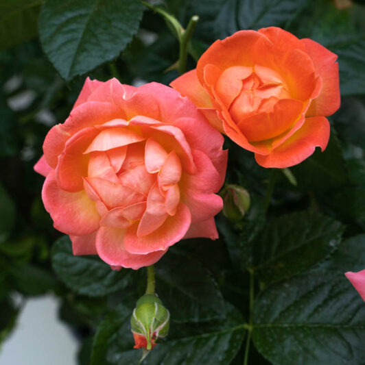 Rose Orange Glow Knock Out, Rosa Orange Glow Knock Out, Orange Roses, Rose Bushes, Orange Flowers